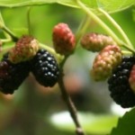 mulberries-e1339078708994