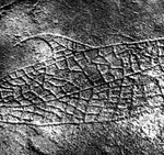 Norwegian Petroglyph of Dolphin, ca. 3,000BC (?)